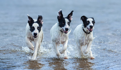 Obraz premium Three puppies of mongrel running on water.
