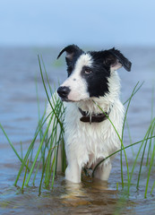 Close up portrait of mixed breed dog.