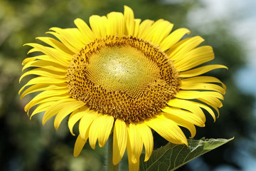 Obraz premium Sunflower