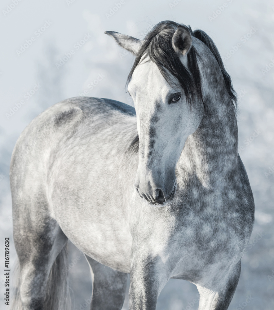 Wall mural Spanish thoroughbred grey horse in winter forest.