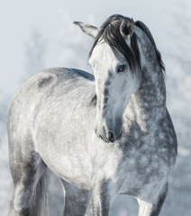 Fototapeta na wymiar Spanish thoroughbred grey horse in winter forest.