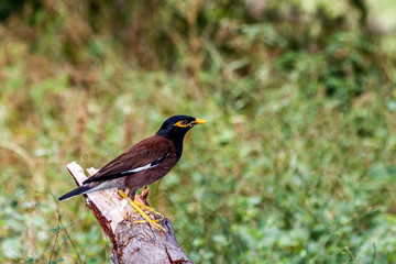 Martin de la Réunion
Martin triste. Martin aile blanc