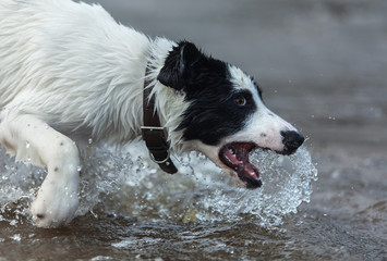 Close up puppy of mixed breed dog playing in the water.