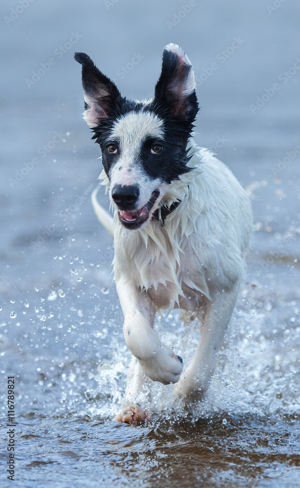 Poster Close up puppy of mongrel running on water.