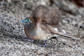 Tourterelle
Tourterelle triste de la Réunion