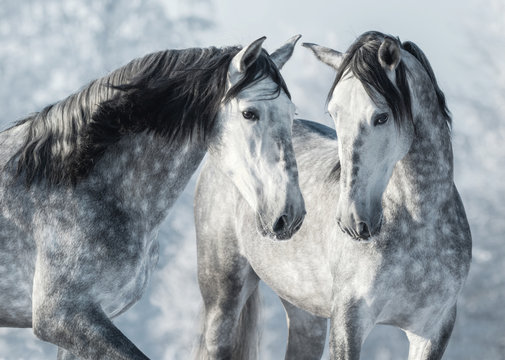 Portrait of two spanish grey stallions in winter forest.