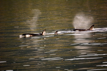 Fototapeta premium Killer whales spouting