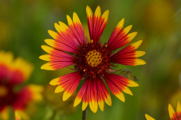 Firewheel, or Indian blanket flower