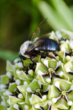 Carpenter bee on an antelope horn milkweed plant
