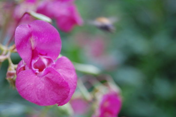 Obraz premium Розовый цветок