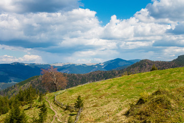 Fototapeta na wymiar Green Carpathians Mountains 
