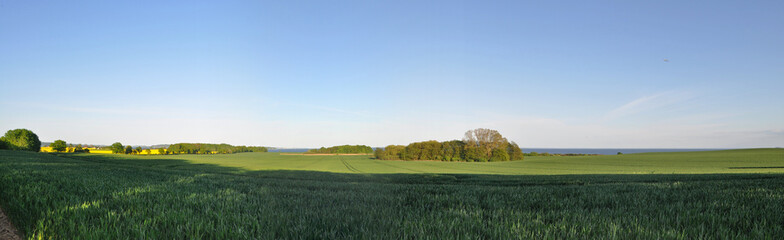 Rapsfeld Altkamp - Insel R&uuml;gen