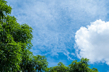trees and blue sky