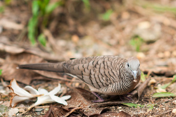 Birds on the ground.