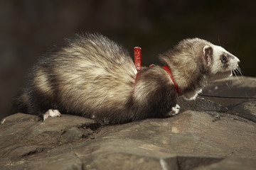 Ferret with red collar posing in park