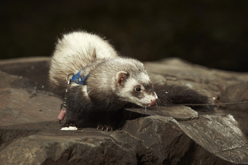 Ferret with blue collar posing in park