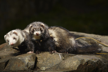 Two ferrets on leash in park posing on stone
