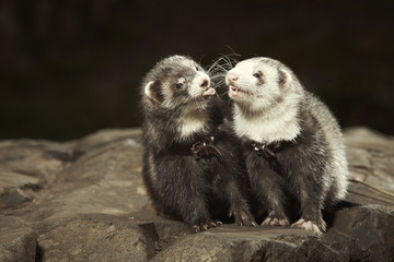 Couple of ferrets on walk in park posing on stone