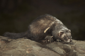 Lovely dark ferret on walk in park posing on stone