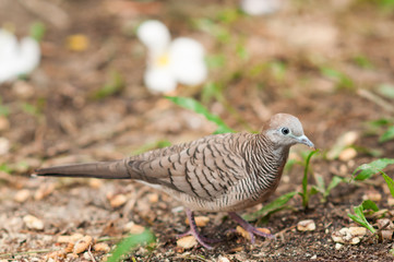 Birds on the ground.