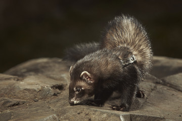 Nice dark ferret on walk in park posing on stone