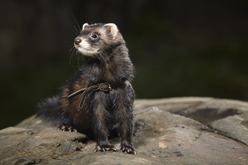 Polecat ferret on walk in park posing on stone