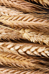 spikelets of wheat on the wooden background