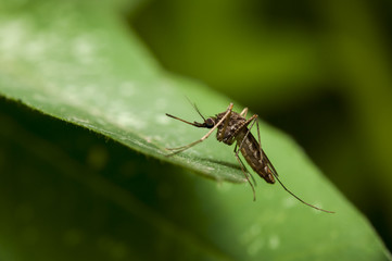 Close-up mosquito in the forest,Thailand