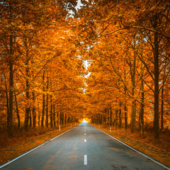 road in autumn woods