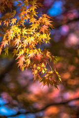 autumn leaves, very shallow focus