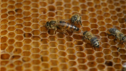 Queen and Bees working on honey cells. Close up macro.