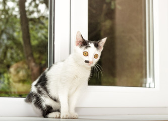 kitten on a window sill