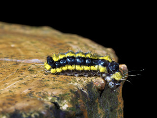 moth larva,Pidorus atratus (Butler, 1877)