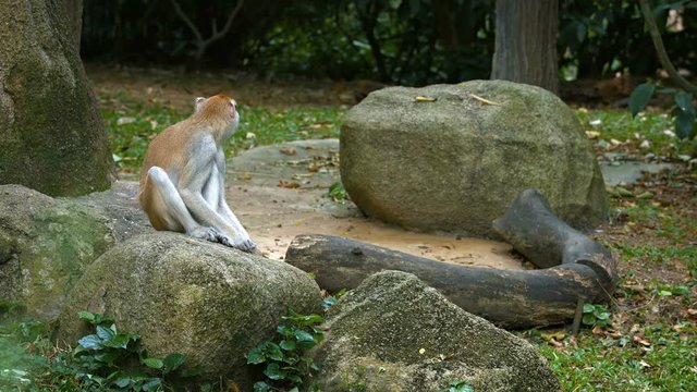 Adorable, adult specimen of patas monkey, sitting on a rock and munching on a snack. UltraHD video