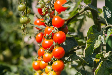 Fresh natural red tomatoes plants