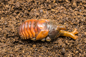 羽化直前のカブトムシの蛹