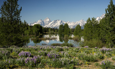 Lupines and Tetons