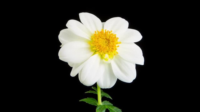 Time lapse of a beautiful dalia opening up.