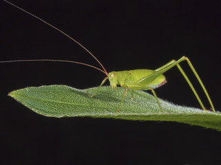 katydids or bush crickets,Tettigoniidae