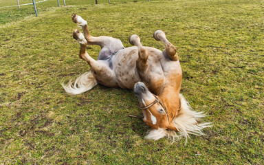 Young chestnut horse rolling on its back
