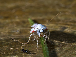 moth,Gargela renatusalis (Walker, 1859)