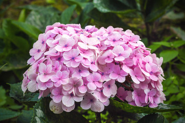 Obraz premium Purple hydrangea flowers for background