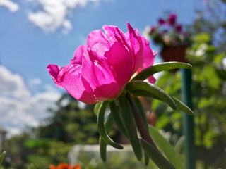Beautiful garden pink moss rose flower and blue sky/Beautiful garden pink moss rose flower and blue sky