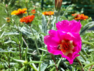 Beautiful garden pink moss rose flower/Beautiful garden pink moss rose flower