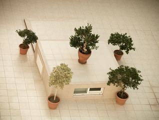 Decorative trees in pots on tile floor in a hotel. Toned