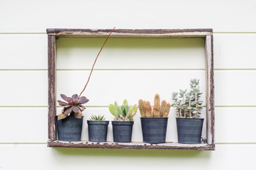 Succulent cactus hangs on the wall.