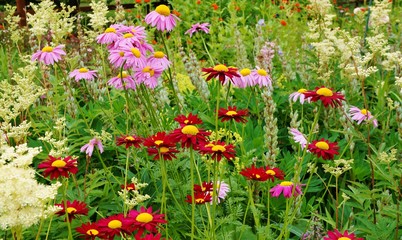 Perennial flower border in a cottage garden