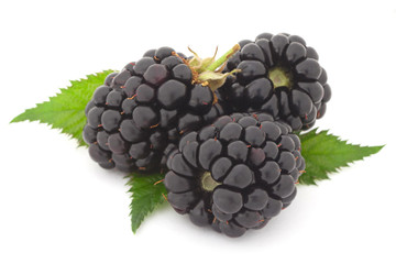 Blackberry on white