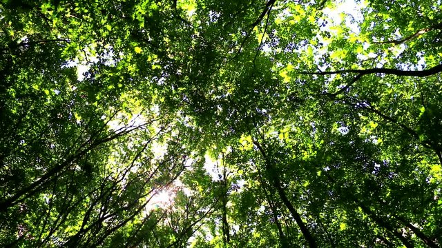 Wind moves branches in fresh green forest