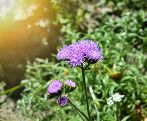 Beautiful garden purple flowers/Beautiful garden purple flowers